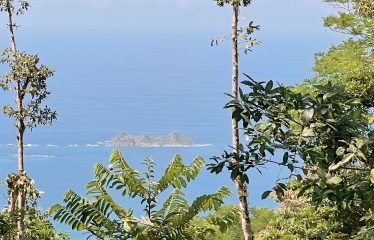 JUNGLE DREAMS FARM: WHERE NATURE MEETS SERENITY – 20 ACRES